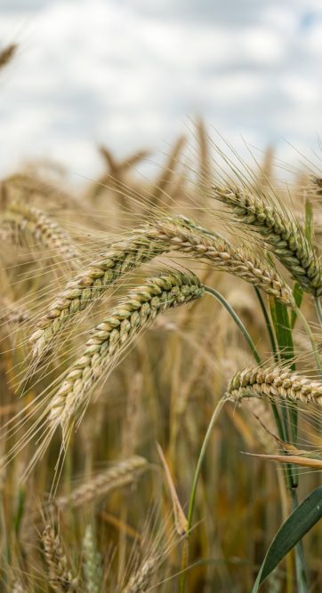 Closeup shot of barley grains in the field A closeup shot of barley grains in the field