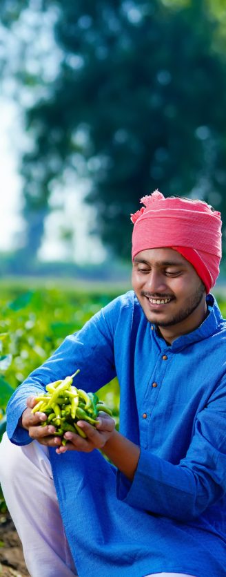 Young indian farmer holding green chilly in hand at agriculture field Young indian farmer holding green chilly in hand at agriculture field